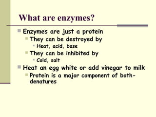 What are enzymes?
 Enzymes are just a protein
 They can be destroyed by
 Heat, acid, base
 They can be inhibited by
 Cold, salt
 Heat an egg white or add vinegar to milk
 Protein is a major component of both-
denatures
 