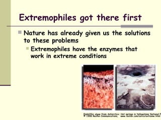 Extremophiles got there first
 Nature has already given us the solutions
to these problems
 Extremophiles have the enzymes that
work in extreme conditions
Endolithic algae from Antarctica; Hot springs in Yellowstone National Pa
© 1998 Reston Communications, www.reston.com/astro/extreme.html
 