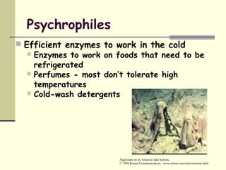 Psychrophiles
 Efficient enzymes to work in the cold
 Enzymes to work on foods that need to be
refrigerated
 Perfumes - most don’t tolerate high
temperatures
 Cold-wash detergents
Algal mats on an Antarctic lake bottom,
© 1998 Reston Communications, www.reston.com/astro/extreme.html
 