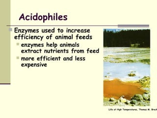 Acidophiles
 Enzymes used to increase
efficiency of animal feeds
 enzymes help animals
extract nutrients from feed
 more efficient and less
expensive
Life at High Temperatures, Thomas M. Brock
 