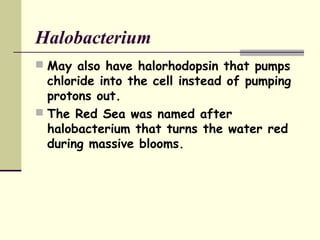 Halobacterium
 May also have halorhodopsin that pumps
chloride into the cell instead of pumping
protons out.
 The Red Sea was named after
halobacterium that turns the water red
during massive blooms.
 