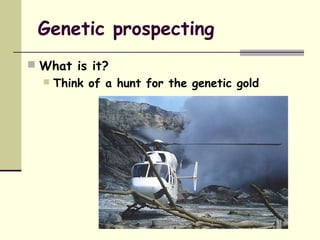 Genetic prospecting
 What is it?
 Think of a hunt for the genetic gold
 