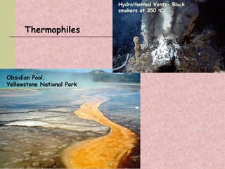 Thermophiles
Hydrothermal Vents- Black
smokers at 350 o
C
Obsidian Pool,
Yellowstone National Park
 