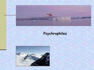 Psychrophiles
 