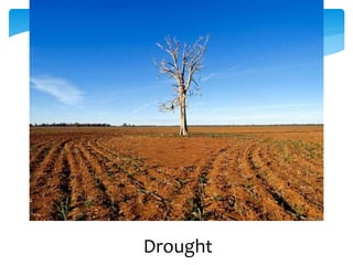 Drought
 