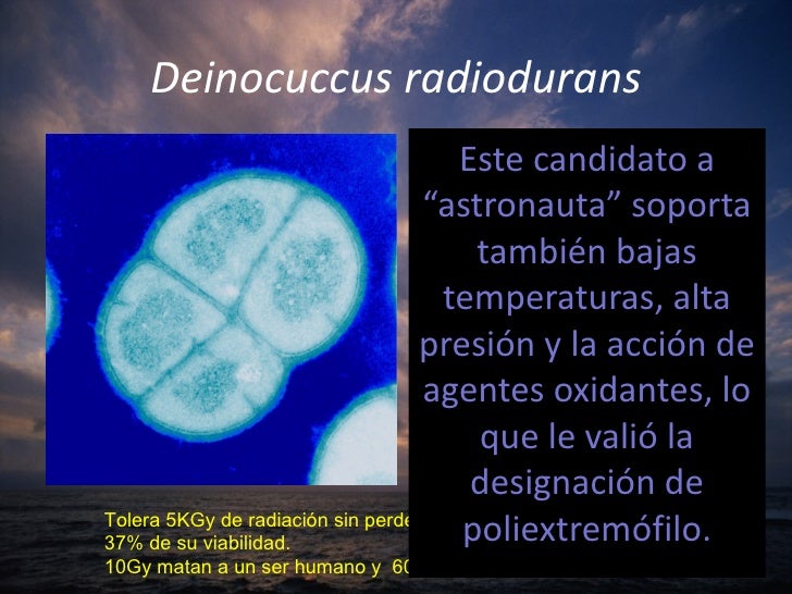 Resultado de imagen de ExtremÂ´pfilos que soportan la radiaciÃ³n