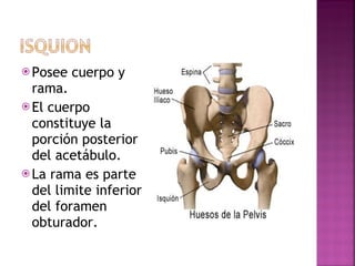 Posee cuerpo y rama. El cuerpo constituye la porción posterior del acetábulo. La rama es parte del limite inferior del foramen obturador. 