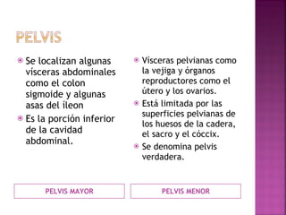 PELVIS MAYOR PELVIS MENOR Se localizan algunas vísceras abdominales como el colon sigmoide y algunas asas del íleon  Es la porción inferior de la cavidad abdominal. Vísceras pelvianas como la vejiga y órganos reproductores como el útero y los ovarios. Está limitada por las superficies pelvianas de los huesos de la cadera, el sacro y el cóccix. Se denomina pelvis verdadera. 