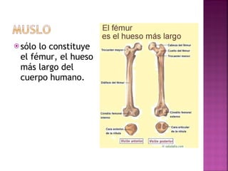 sólo lo constituye el fémur, el hueso más largo del cuerpo humano. 