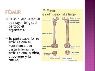 Es un hueso largo, el de mayor longitud de todo el organismo. Su parte superior se articula con el hueso coxal, su parte inferior se articula con la  tibia, el peroné y la rotula. 