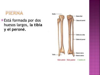 Está formada por dos huesos largos,  la tibia y el peroné. 
