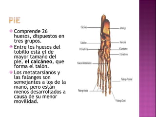 Comprende 26 huesos, dispuestos en tres grupos.  Entre los huesos del tobillo está el de mayor tamaño del pie,  el calcáneo , que forma el talón.  Los metatarsianos y las falanges son semejantes a los de la mano, pero están menos desarrollados a causa de su menor movilidad. 