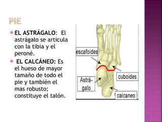 EL ASTRÁGALO :  El astrágalo se articula con la tibia y el peroné.  EL CALCÁNEO:  Es el hueso de mayor tamaño de todo el pie y también el mas robusto; constituye el talón. 
