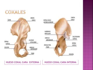 HUESO COXAL CARA  EXTERNA HUESO COXAL CARA INTERNA 