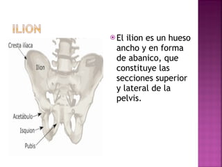 El ilion es un hueso ancho y en forma de abanico, que constituye las secciones superior y lateral de la pelvis.  