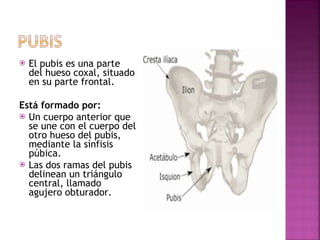 El pubis es una parte del hueso coxal, situado en su parte frontal. Está formado por: Un cuerpo anterior que se une con el cuerpo del otro hueso del pubis, mediante la sínfisis púbica.  Las dos ramas del pubis delinean un triángulo central, llamado agujero obturador. 