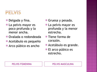 PELVIS FEMENINA PELVIS MASCULINA Delgada y fina. La pelvis mayor es poco profunda y la menor ancha. Ovalada o redondeada Acetábulo es pequeño Arco púbico es ancho Gruesa y pesada. La pelvis mayor es profunda y la menor estrecha. Tiene forma de corazón. Acetábulo es grande. El arco púbico es estrecho. 
