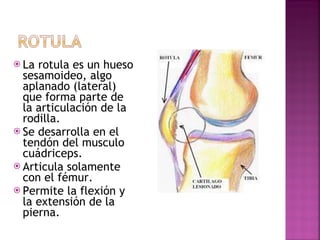 La rotula es un hueso sesamoideo, algo aplanado (lateral) que forma parte de la articulación de la rodilla.  Se desarrolla en el tendón del musculo cuádriceps. Articula solamente con el fémur.  Permite la flexión y la extensión de la pierna. 