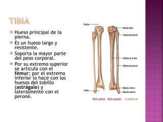 Hueso principal de la pierna.  Es un hueso largo y resistente. Soporta la mayor parte del peso corporal.  Por su extremo superior se articula con el  fémur ; por el extremo inferior lo hace con los huesos del tobillo ( astrágalo ) y lateralmente con el peroné. 