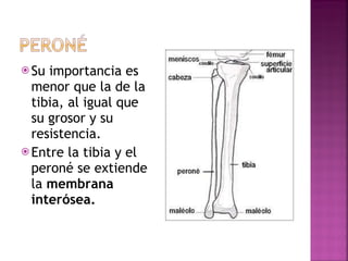 Su importancia es menor que la de la tibia, al igual que su grosor y su resistencia.  Entre la tibia y el peroné se extiende la  membrana interósea. 
