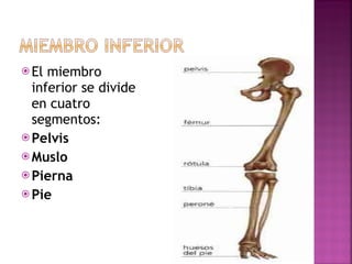 El miembro inferior se divide en cuatro segmentos: Pelvis Muslo Pierna Pie 