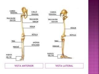 VISTA ANTERIOR VISTA LATERAL 