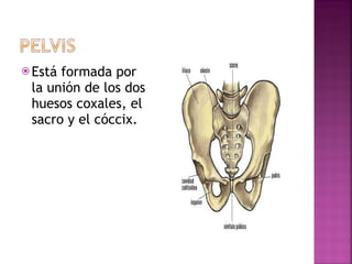 Está formada por la unión de los dos huesos coxales, el sacro y el cóccix. 