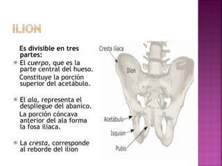 Es divisible en tres partes:  El  cuerpo,  que es la parte central del hueso. Constituye la porción superior del acetábulo. El  ala,  representa el despliegue del abanico. La porción cóncava anterior del ala forma la fosa iliaca.  La  cresta,  corresponde al reborde del ilion 
