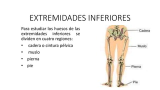 EXTREMIDADES INFERIORES 
Para estudiar los huesos de las 
extremidades inferiores se 
dividen en cuatro regiones: 
• cadera o cintura pélvica 
• muslo 
• pierna 
• pie 
 