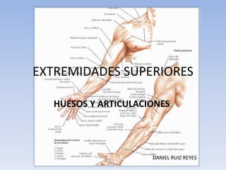 EXTREMIDADES SUPERIORES

   HUESOS Y ARTICULACIONES.




                       DANIEL RUIZ REYES
 