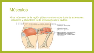 Músculos
• Los músculos de la región glútea constan sobre todo de extensores,
rotadores y abductores de la articulación de la cadera.
 