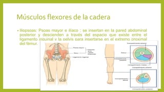 Músculos flexores de la cadera
• Iliopsoas: Psoas mayor e ilíaco : se insertan en la pared abdominal
posterior y descienden a través del espacio que existe entre el
ligamento inguinal y la pelvis para insertarse en el extremo proximal
del fémur.
 
