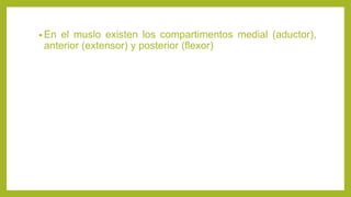 • En el muslo existen los compartimentos medial (aductor),
anterior (extensor) y posterior (flexor)
 