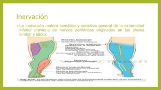 Inervación
• La inervación motora somática y sensitiva general de la extremidad
inferior proviene de nervios periféricos originados en los plexos
lumbar y sacro.
 