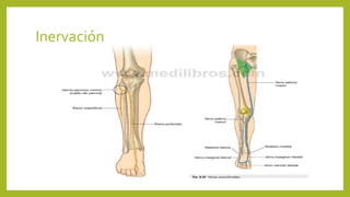 Inervación
 
