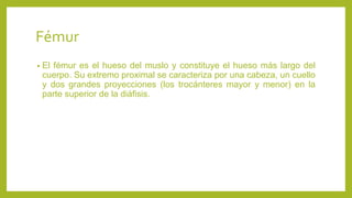 Fémur
• El fémur es el hueso del muslo y constituye el hueso más largo del
cuerpo. Su extremo proximal se caracteriza por una cabeza, un cuello
y dos grandes proyecciones (los trocánteres mayor y menor) en la
parte superior de la diáfisis.
 