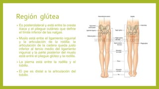 Región glútea
• Es posterolateral y está entre la cresta
ilíaca y el pliegue cutáneo que define
el límite inferior de las nalgas.
• Muslo está entre el ligamento inguinal
y la articulación de la rodilla: la
articulación de la cadera queda justo
inferior al tercio medio del ligamento
inguinal y la parte posterior del muslo
está entre el pliegue glúteo y la rodilla.
• La pierna está entre la rodilla y el
tobillo.
• El pie es distal a la articulación del
tobillo.
 