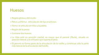 Huesos
• Región glútea y del muslo:
• Pelvis y el fémur. Articulación de tipo enartrosis
• Fémur se articula con tibia y la patela.
• Región de la perna:
• Contiene dos huesos:
• La tibia está en posición medial, es mayor que el peroné (fíbula), situado en
posición lateral, y es el hueso que soporta el peso.
• El peroné no forma parte de la articulación de la rodilla y constituye sólo la parte
más lateral de la articulación del tobillo.
 
