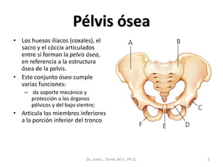 Pélvis ósea
• Los huesos ilíacos (coxales), el
  sacro y el cóccix articulados
  entre sí forman la pelvis ósea,
  en referencia a la estructura
  ósea de la pelvis.
• Este conjunto óseo cumple
  varias funciones:
    – da soporte mecánico y
      protección a los órganos
      pélvicos y del bajo vientre;
• Articula los miembros inferiores
  a la porción inferior del tronco




                              Dr. José L. Torres, M.S., Ph.D.   3
 