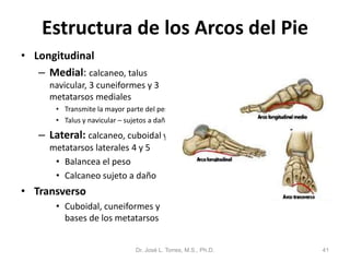 Estructura de los Arcos del Pie
• Longitudinal
   – Medial: calcaneo, talus
      navicular, 3 cuneiformes y 3
      metatarsos mediales
       • Transmite la mayor parte del peso
       • Talus y navicular – sujetos a daño

   – Lateral: calcaneo, cuboidal y
      metatarsos laterales 4 y 5
       • Balancea el peso
       • Calcaneo sujeto a daño
• Transverso
       • Cuboidal, cuneiformes y
         bases de los metatarsos


                               Dr. José L. Torres, M.S., Ph.D.   41
 