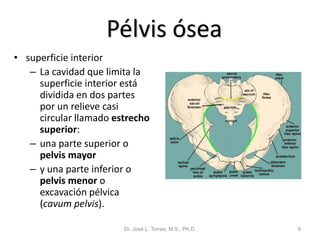 Pélvis ósea
• superficie interior
   – La cavidad que limita la
     superficie interior está
     dividida en dos partes
     por un relieve casi
     circular llamado estrecho
     superior:
   – una parte superior o
     pelvis mayor
   – y una parte inferior o
     pelvis menor o
     excavación pélvica
     (cavum pelvis).

                        Dr. José L. Torres, M.S., Ph.D.   9
 