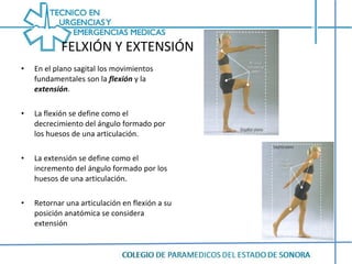 FELXIÓN Y EXTENSIÓN En el plano sagital los movimientos fundamentales son la  flexión  y la  extensión . La flexión se define como el decrecimiento del ángulo formado por los huesos de una articulación. La extensión se define como el incremento del ángulo formado por los huesos de una articulación. Retornar una articulación en flexión a su posición anatómica se considera extensión 