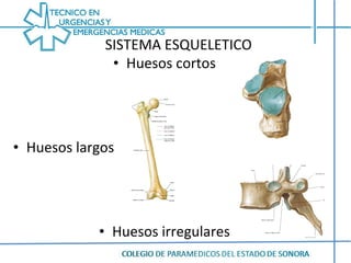 Huesos cortos Huesos largos Huesos irregulares SISTEMA ESQUELETICO 