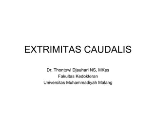 EXTRIMITAS CAUDALIS 
Dr. Thontowi Djauhari NS, MKes 
Fakultas Kedokteran 
Universitas Muhammadiyah Malang 
 