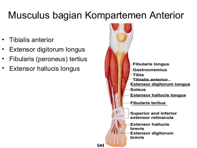  ANATOMI OTOT  PADA EKSTREMITAS INFERIOR