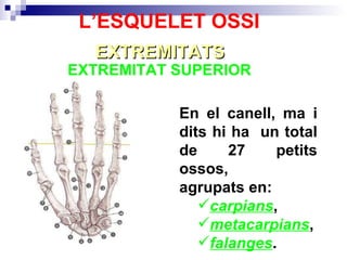 EXTREMITAT SUPERIOR  EXTREMITATS L’ESQUELET OSSI En el canell, ma i dits hi ha  un total de 27 petits ossos,  agrupats en: carpians , metacarpians , falanges .  