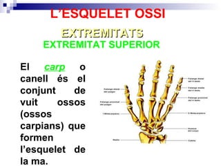 El  carp  o canell és el conjunt de vuit ossos (ossos carpians) que formen l’esquelet de la ma. EXTREMITAT SUPERIOR  EXTREMITATS L’ESQUELET OSSI 