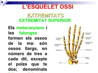 Els  metacarpians  i les  falanges   formen els ossos de la ma: són ossos llargs, en número de tres a cada dit, excepte el polze que te dos; denominats  falange ,  falangina  i  falangeta .  EXTREMITAT SUPERIOR  EXTREMITATS L’ESQUELET OSSI 