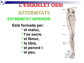 EXTREMITAT INFERIOR  EXTREMITATS L’ESQUELET OSSI Està formada per: el maluc, l’os sacre, el fèmur, la tíbia, el peroné i el peu. 