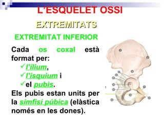 EXTREMITAT INFERIOR  EXTREMITATS L’ESQUELET OSSI Cada  os coxal  està format per: l’ílium , l’ísquium  i el  pubis . Els pubis estan units per la  símfisi púbica  (elàstica només en les dones). 